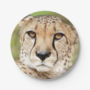 Photo guepard , cat. paper plate