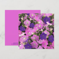 Photo Image Of Morning Glory Pink & Purple Flowers