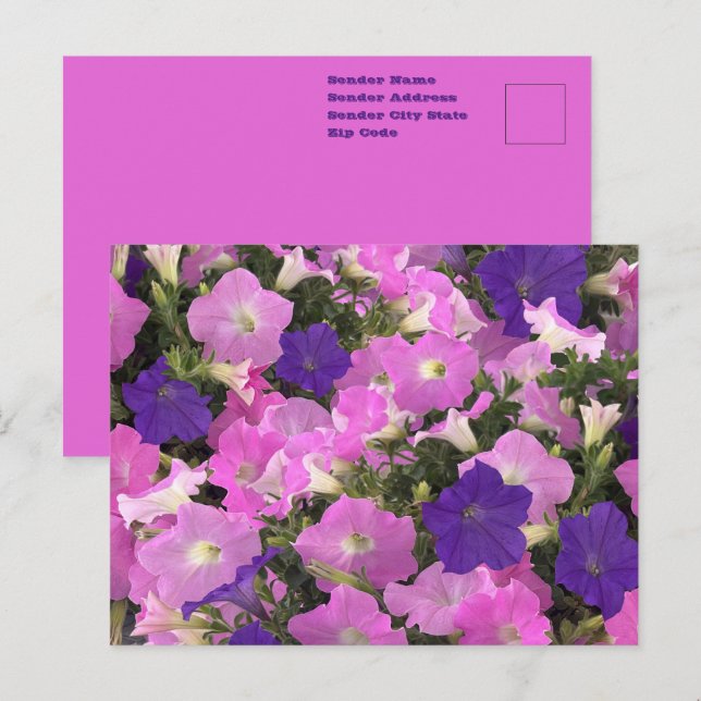 Photo Image Of Morning Glory Pink & Purple Flowers Postcard (Front/Back)