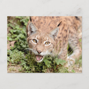 Photo lynx , animals . postcard