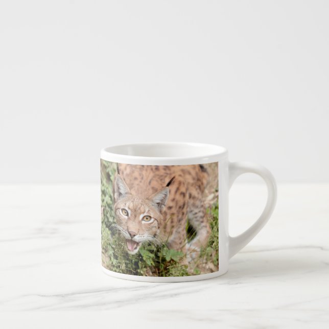Photo lynx , cat , animals . espresso cup (Right)