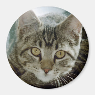 photo magnet - customise with your own pet