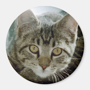 photo magnet - customize with your own pet