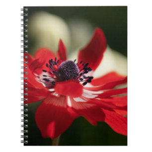 Photo Notebook (80 Pages B&W)