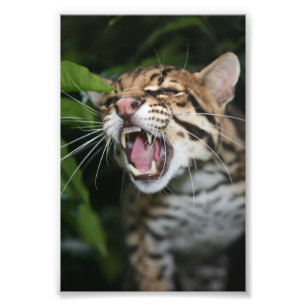 Photo - ocelot print