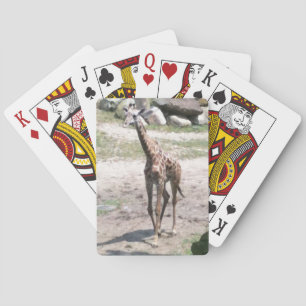 Photo of a baby giraffe walking in nature playing cards