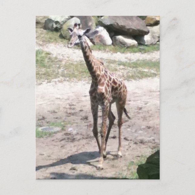 Photo of a baby giraffe walking in nature postcard (Front)