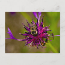 Photo of a beautiful purple flower with honeybee