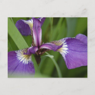 Photo of a beautiful, purple iris flower postcard