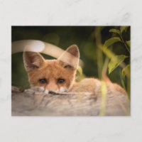 Photo of a Cute Little Fox