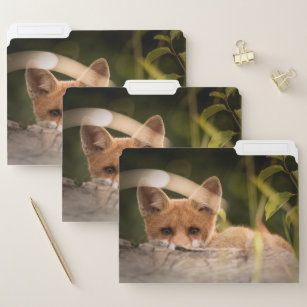 Photo of a Cute Little Orange Fox File Folder