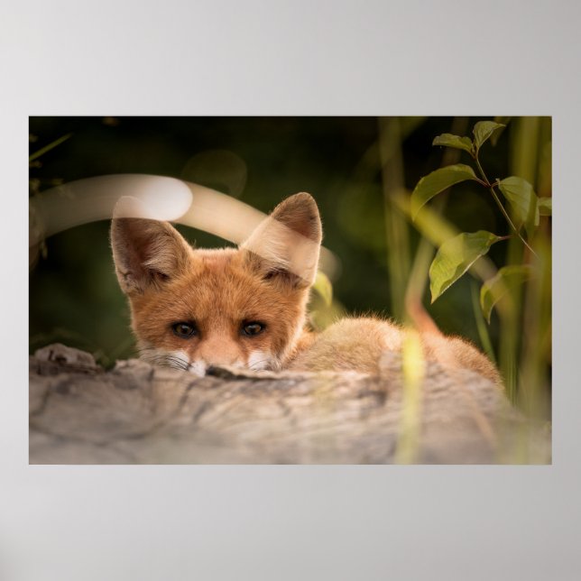 Photo of a Cute Little Orange Fox Poster (Front)