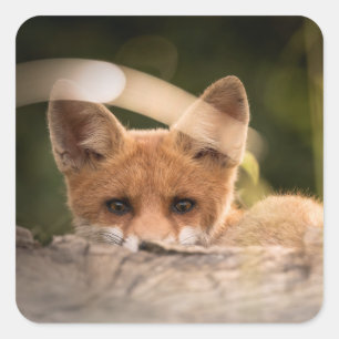Photo of a Cute Little Orange Fox Square Sticker