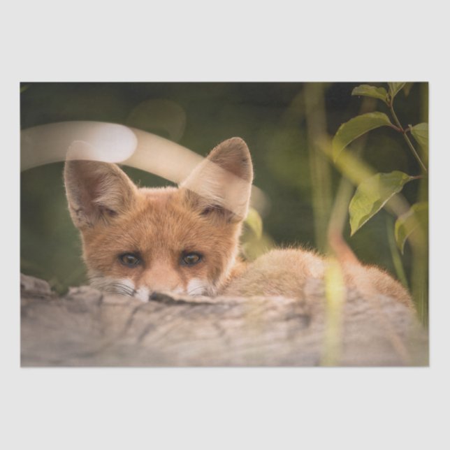 Photo of a Cute Little Orange Fox Tissue Paper (Front)