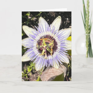 Photo of a Flower from New England Blank Greeting  Card