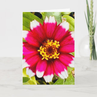 Photo of a Flower from New England Blank Greeting Card
