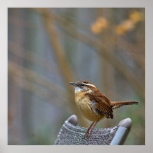 Photo of a Friendly Carolina Wren.