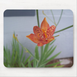 Photo of a light orange Blackberry Lily on a Mouse Pad
