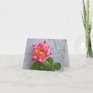 Photo of a Pink and cream rose on blank note card