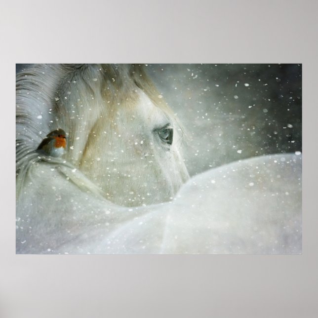 Photo of a White Horse and Bird in Winter Poster (Front)