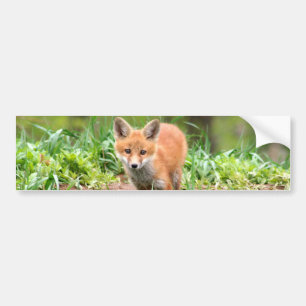 Photo of adorable red fox kit bumper sticker