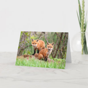 Photo of adorable red fox kits card