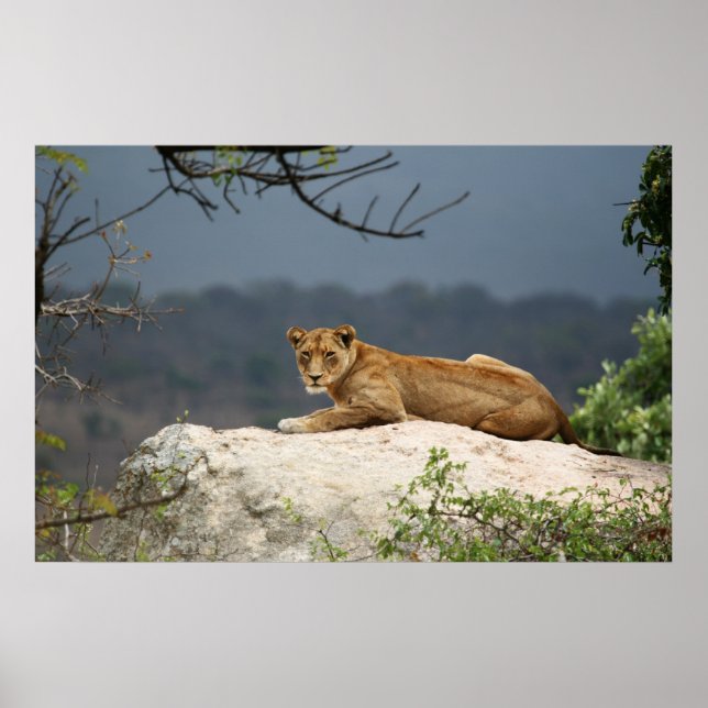 Photo of African lion lying on rock in nature Poster (Front)
