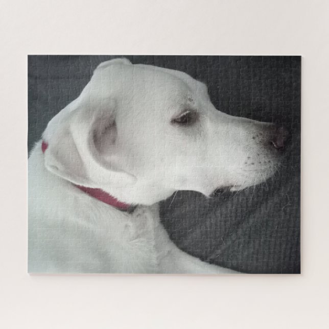 Photo of Beautiful Dog White and Grey Jigsaw Puzzle (Horizontal)