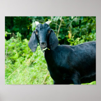 Photo of black goat with horns grazing grass poster