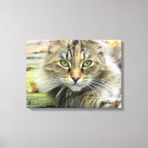 Photo of Brown Longhaired Barn Cat Wrapped Canvas