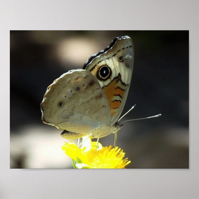Photo of Buckeye Butterfly on a Yellow Flower Poster (Front)