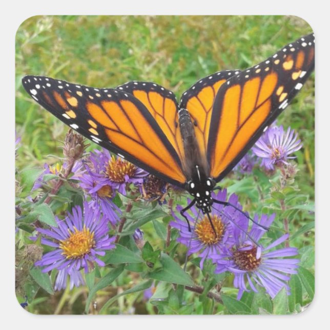 Photo of Butterfly on Cornflowers Square Sticker (Front)