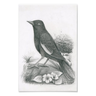 Photo of Cambodian Bird 2 by Vannak Anan Prum Print