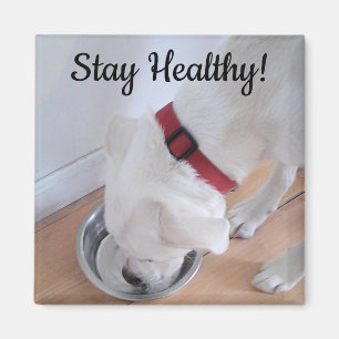 Photo of Cute Dog Drinking Water Motivational Magnet