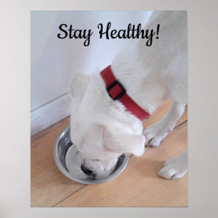 Photo of Cute Dog Drinking Water Motivational Post Poster