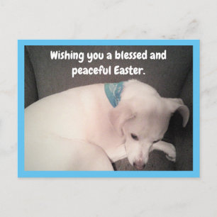 Photo of Cute Dog Peacefully Resting Blue Easter Postcard