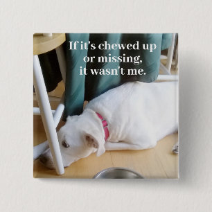 Photo of Cute Innocent and Guilty Puppy Dog 15 Cm Square Badge