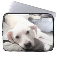 Photo of Cute Labrador Retriever Mix Dog With Dad