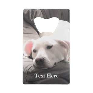 Photo of Cute Lazy White Dog Coach Potato
