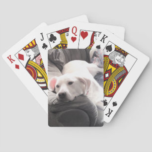 Photo of Cute Lazy White Dog Hanging Out on Couch Playing Cards