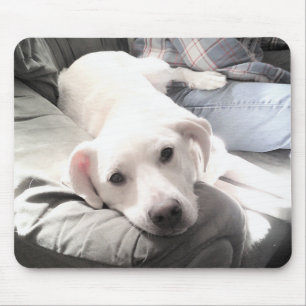 Photo of Cute Lazy White Dog Hanging Out with Dad Mouse Pad