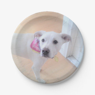 Photo of Cute Sweet White Puppy Dog Face Paper Plate