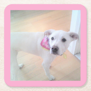 Photo of Cute Sweet White Puppy Dog Face Pink Square Paper Coaster