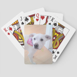 Photo of Cute Sweet White Puppy Dog Face Playing Cards