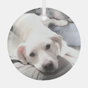 Photo of Cute Tired Puppy dog With Dad Christmas Glass Tree Decoration