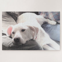 Photo of Cute Tired White Dog Hanging Out with Dad