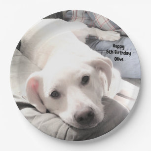 Photo of Cute Tired White Dog on Couch with Dad Paper Plate