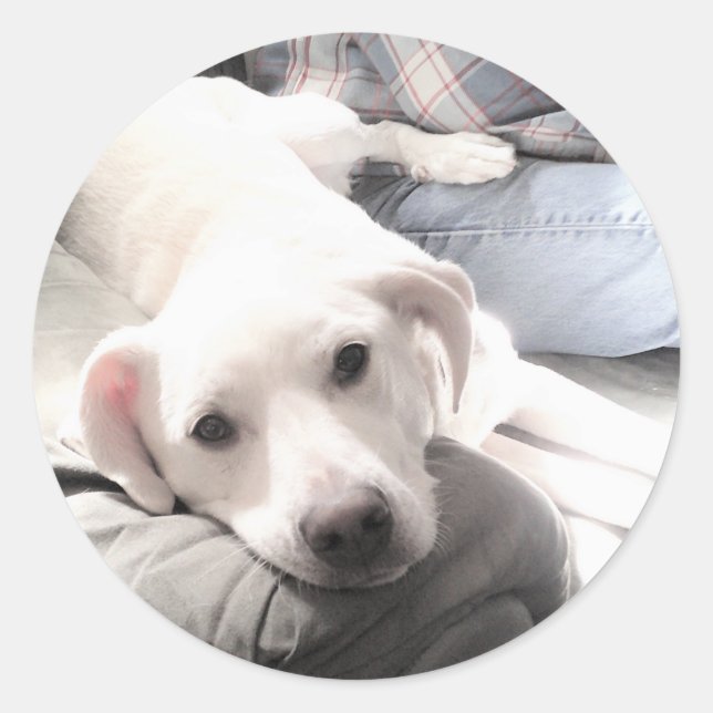 Photo of Cute Tired White Dog With Best Friend Dad Classic Round Sticker (Front)