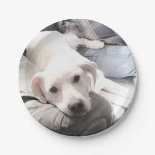 Photo of Cute Tired White Dog With Best Friend Dad Paper Plate