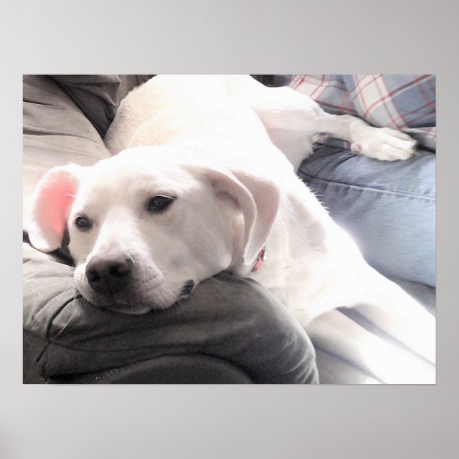 Photo of Cute Tired White Dog With Best Friend Dad Poster (Front)